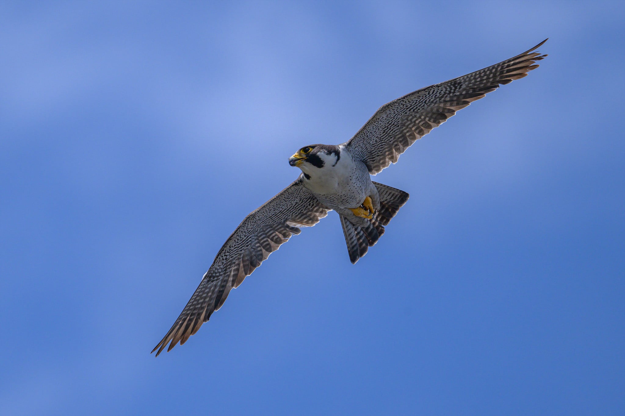 DSC_5694.jpg