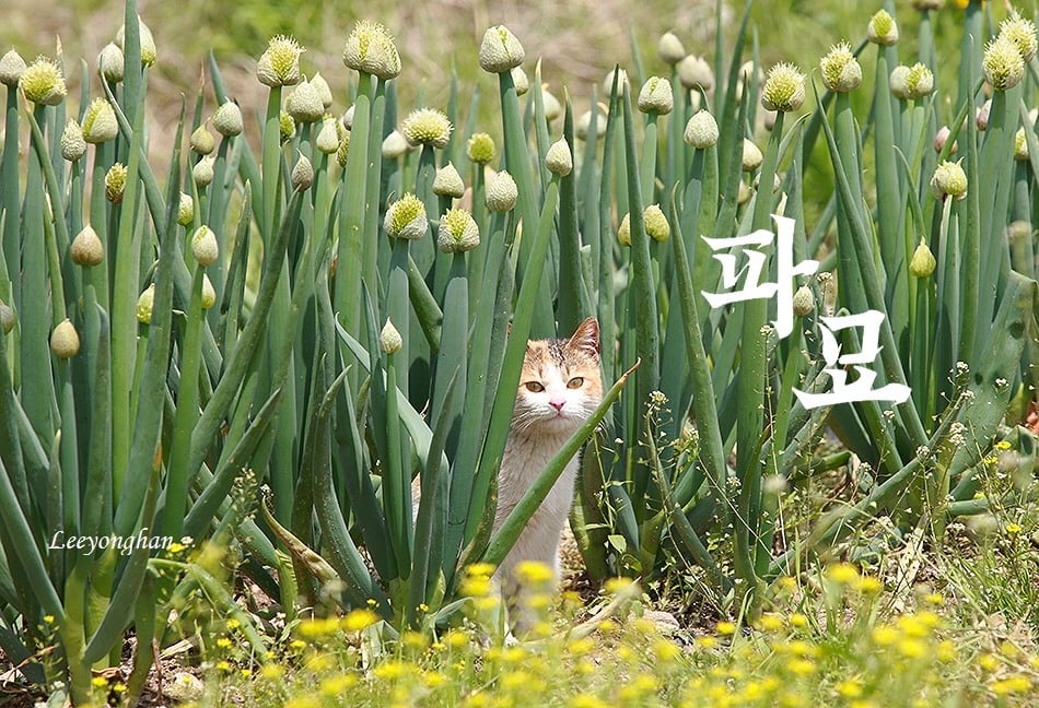 첨부 이미지