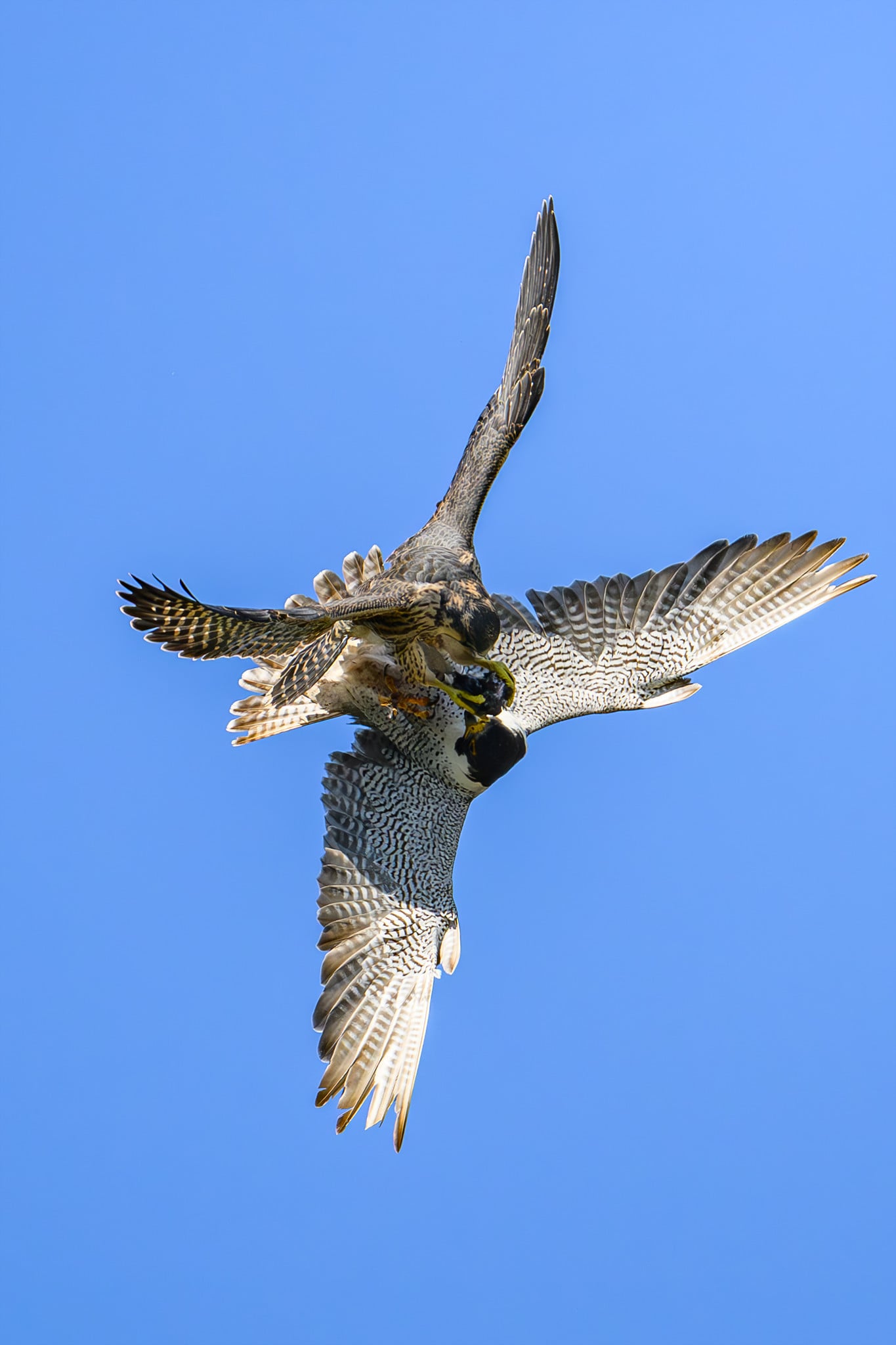 DSC_7118 (2).jpg