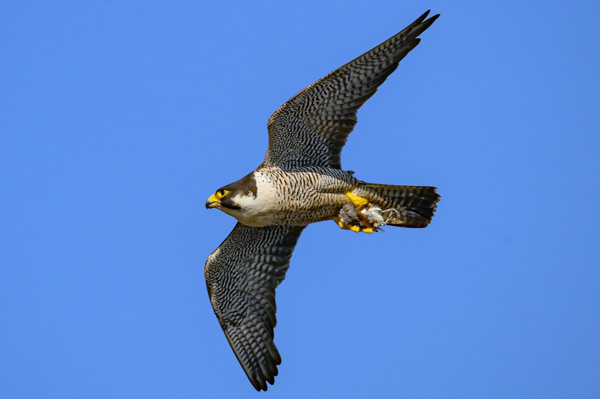 DSC_2176.jpg