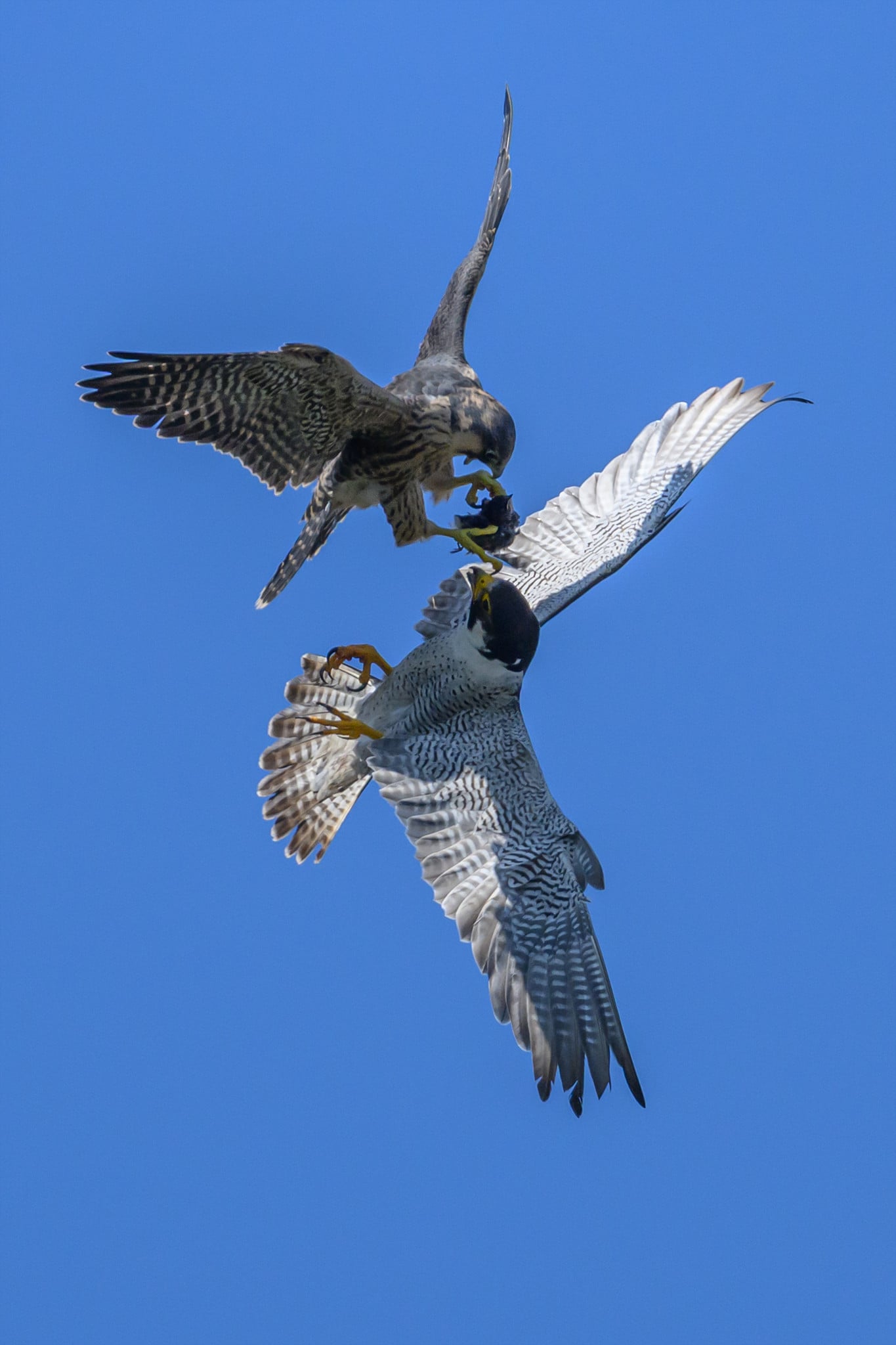 DSC_7114.jpg