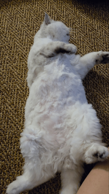 20260625_223416.gif
