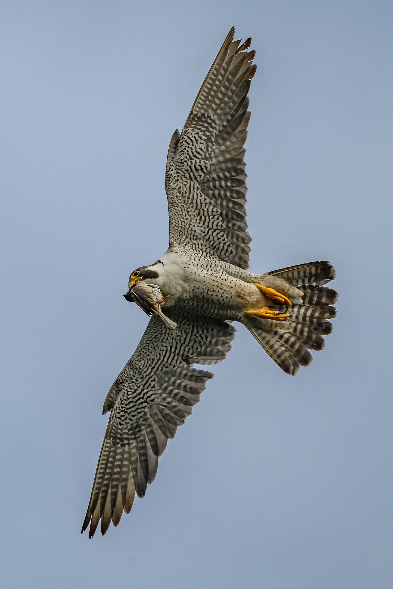 DSC_6074.jpg