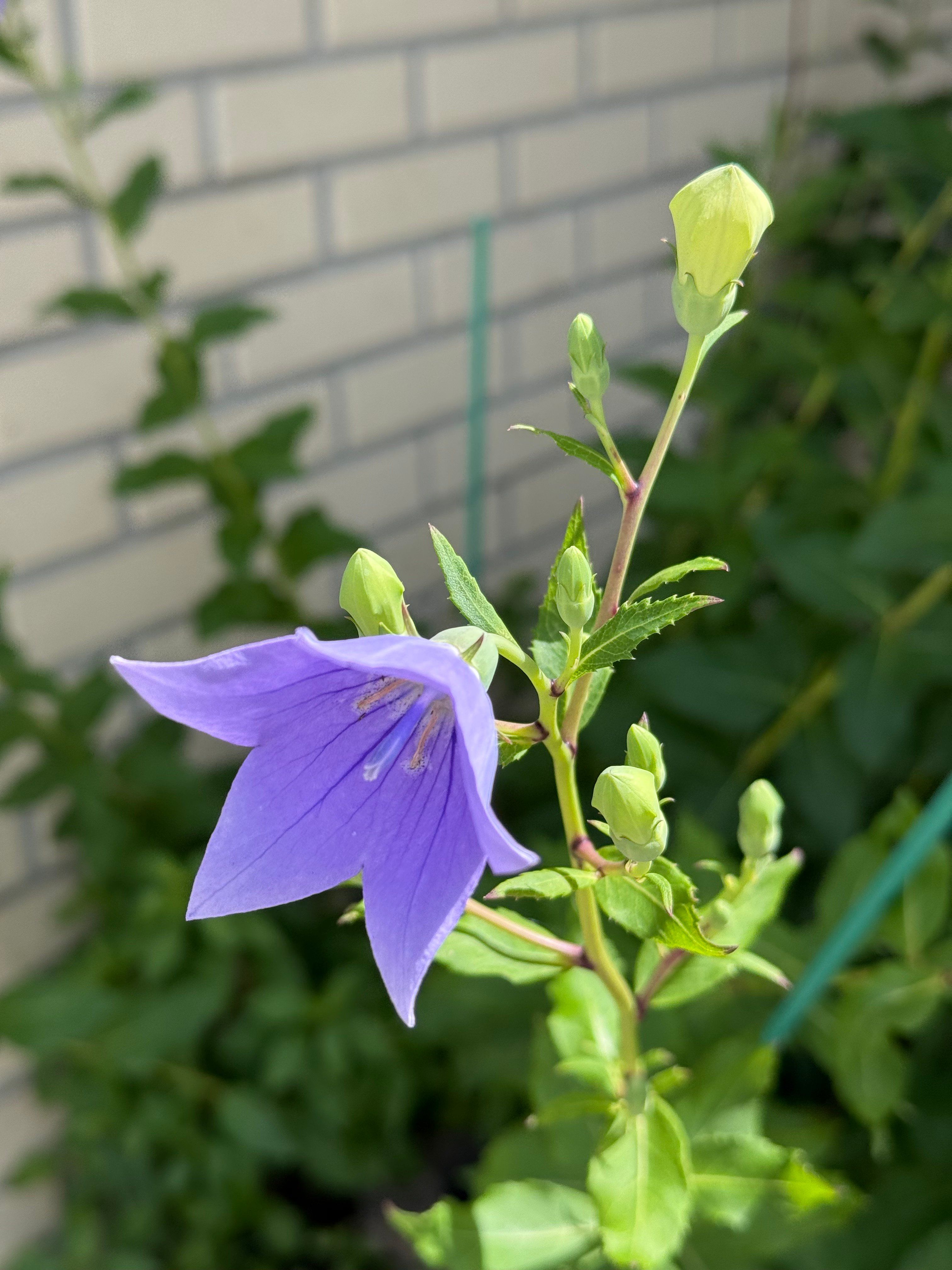 IMG_3055.jpeg