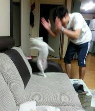 첨부 이미지