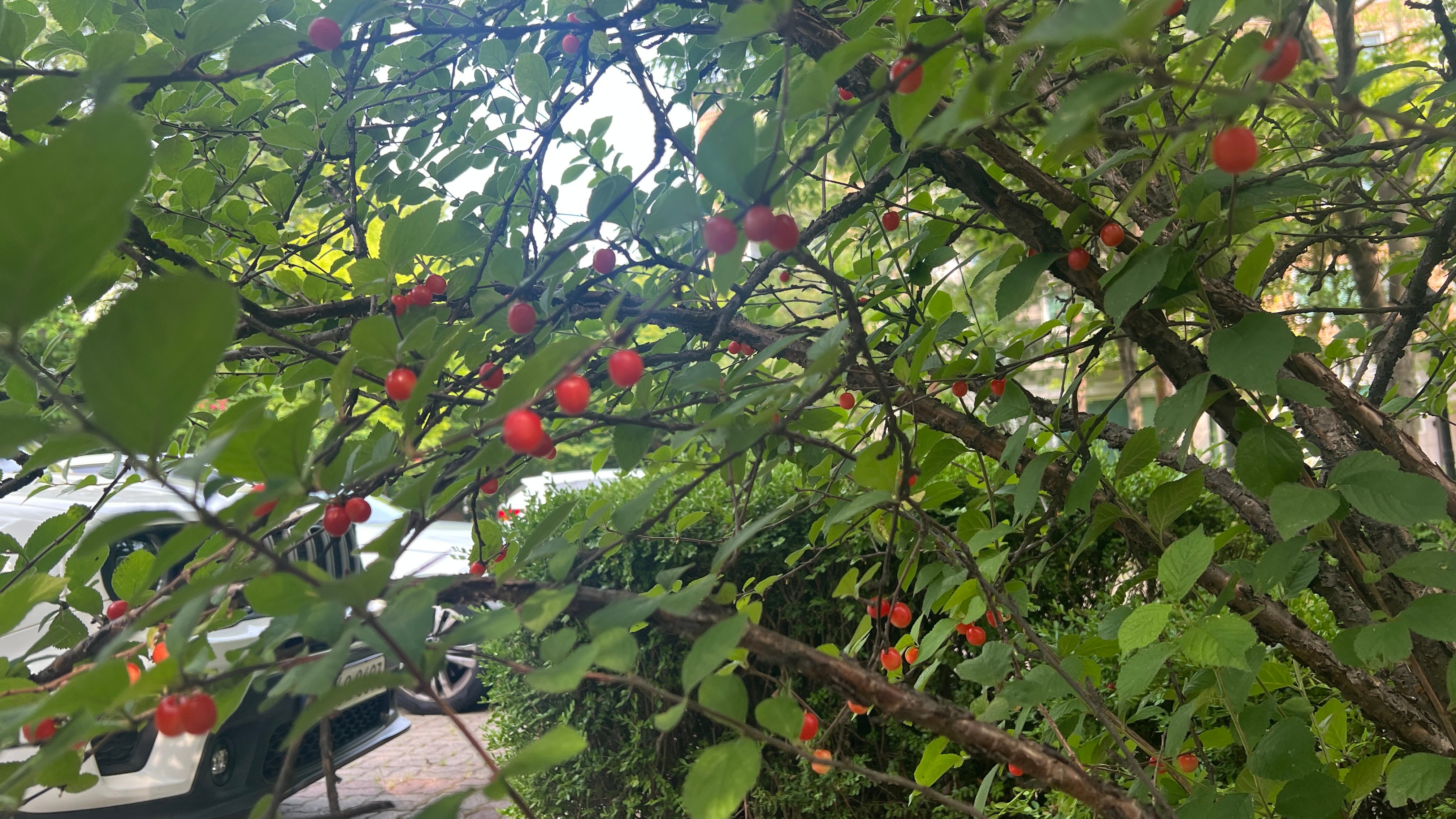 첨부 이미지