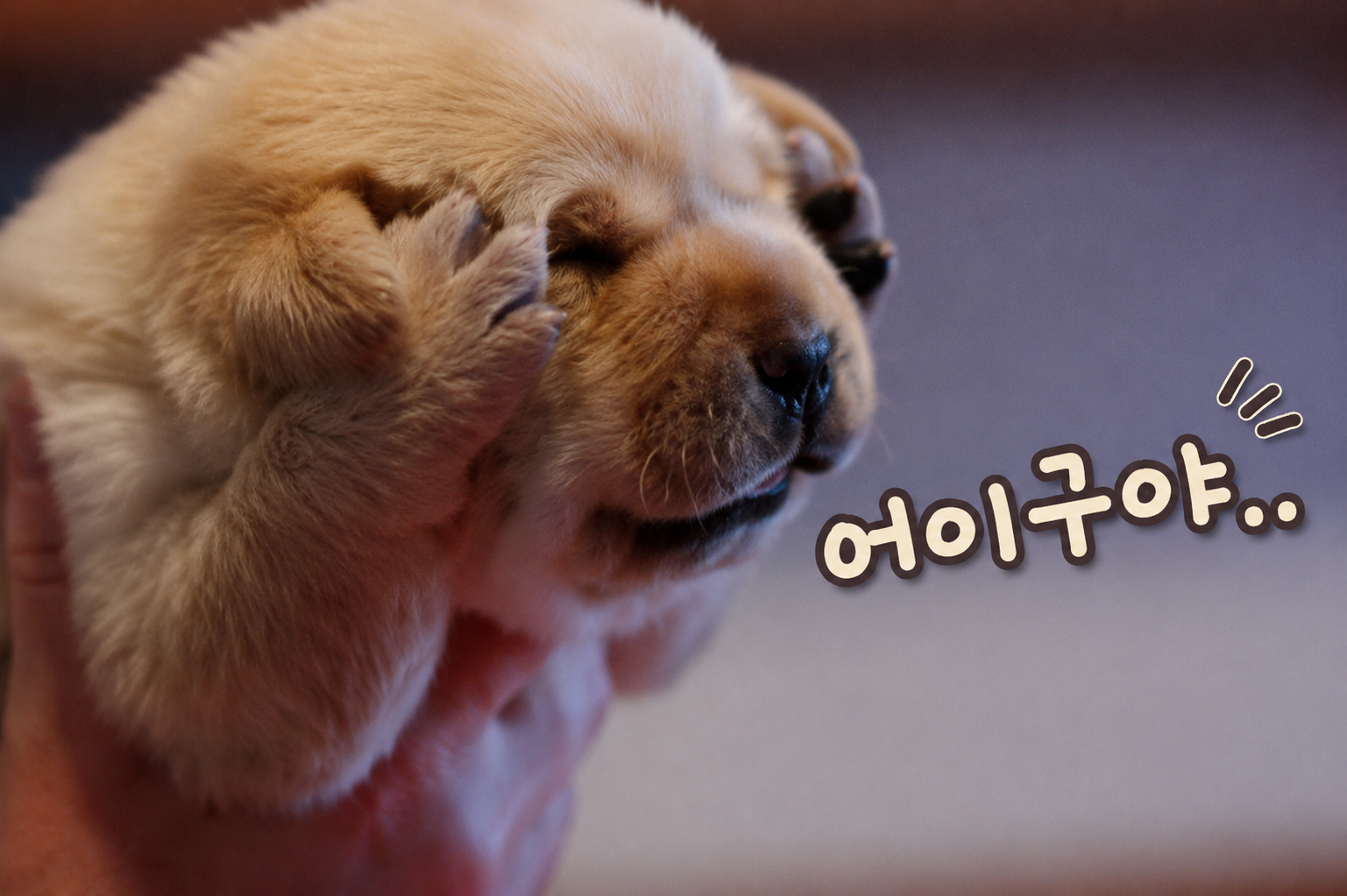 첨부 이미지