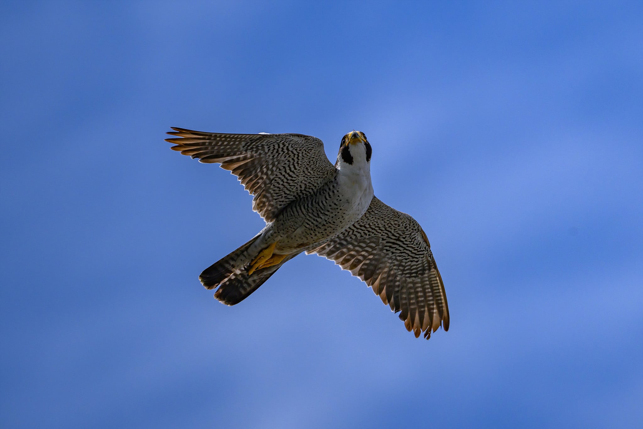 DSC_5664.jpg