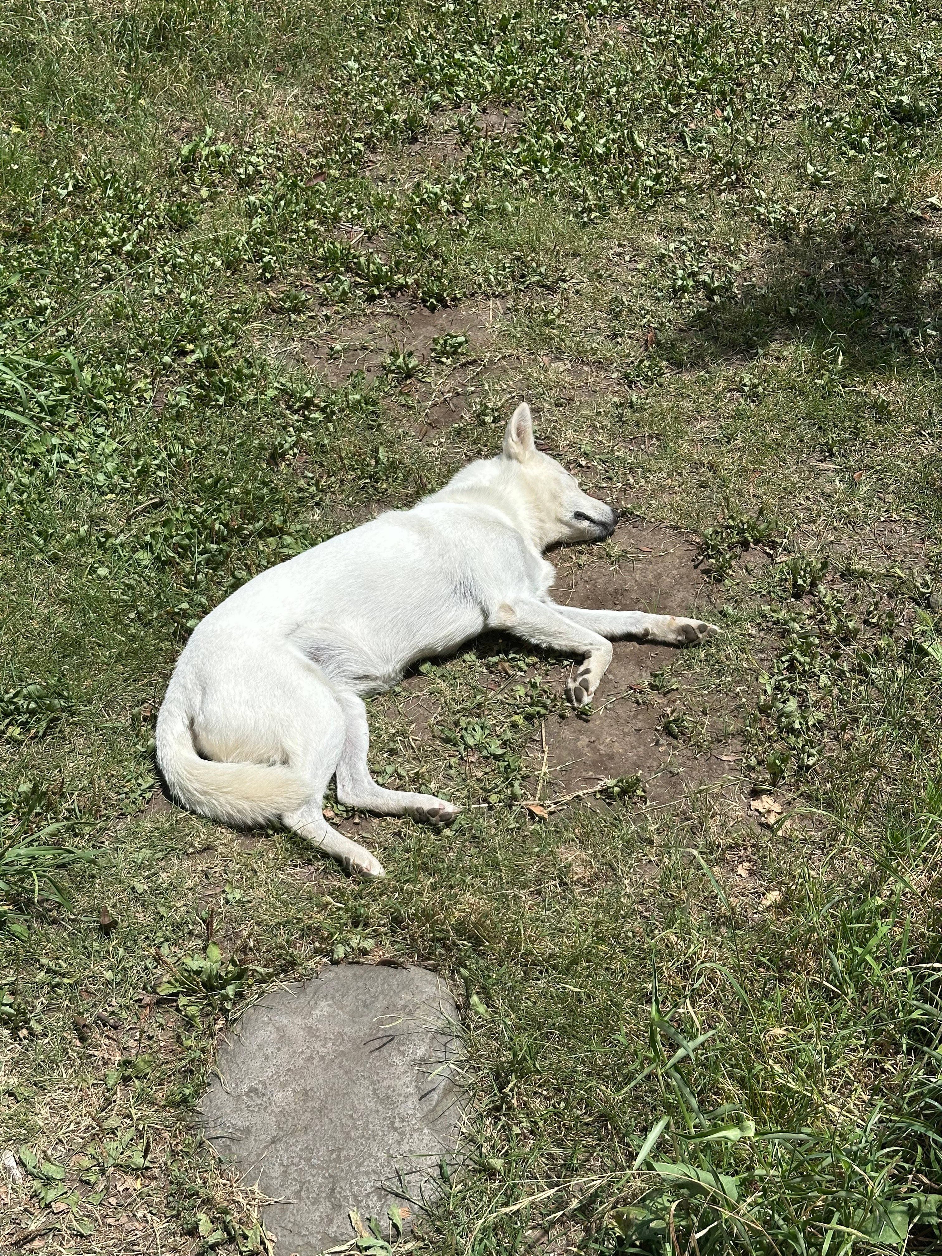 IMG_6018.jpeg