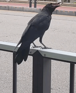 ezgif-33667a088a3066a5.gif