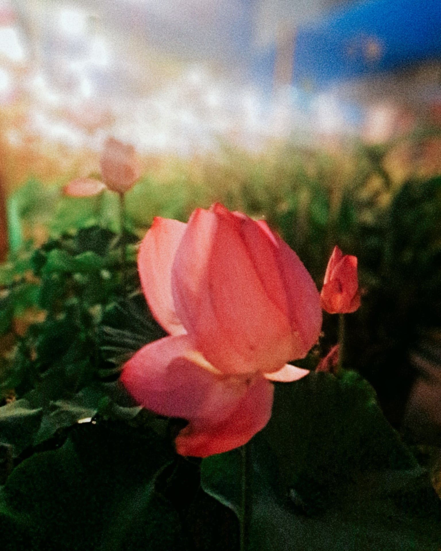 CYMERA_20260716_233658.jpeg