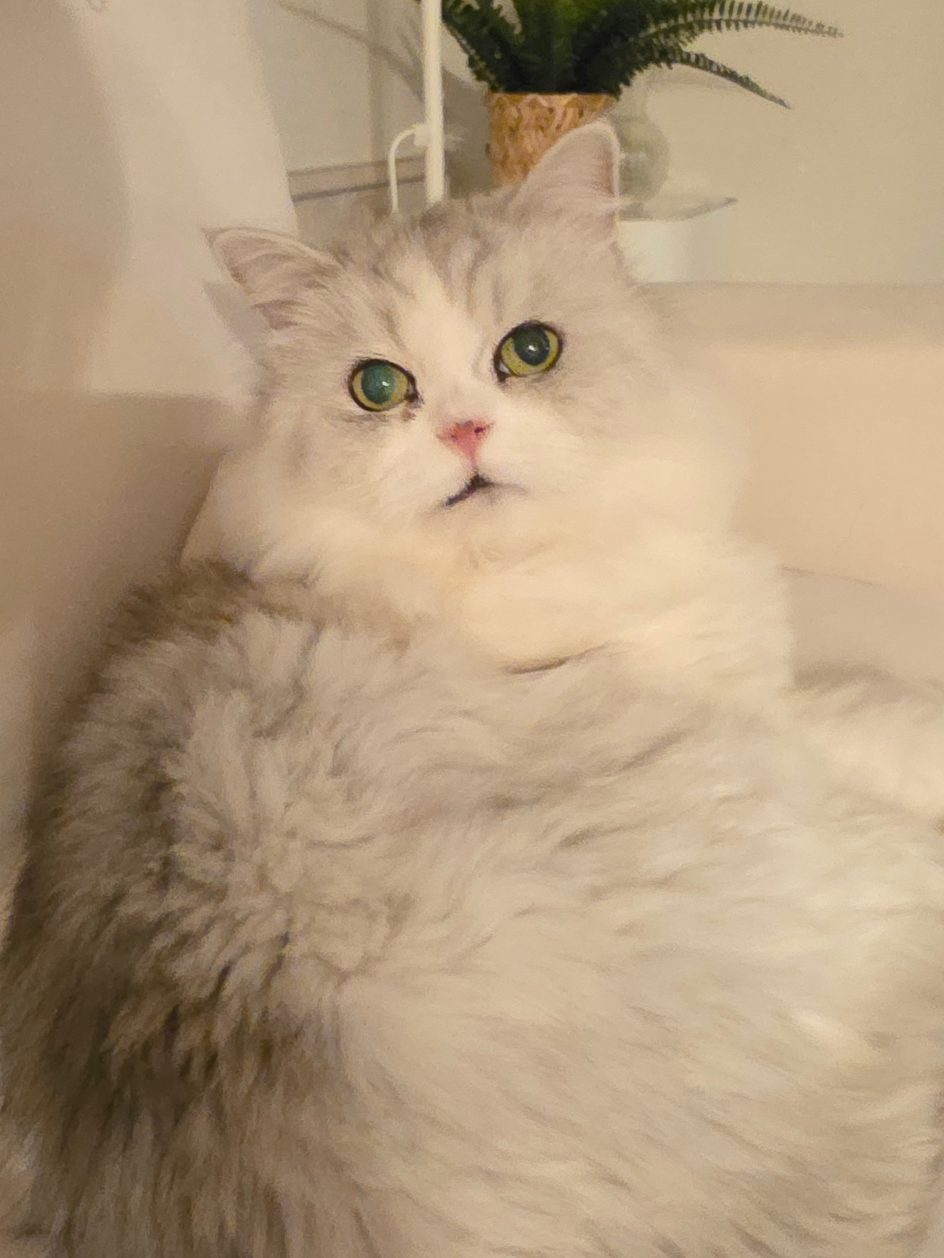 첨부 이미지