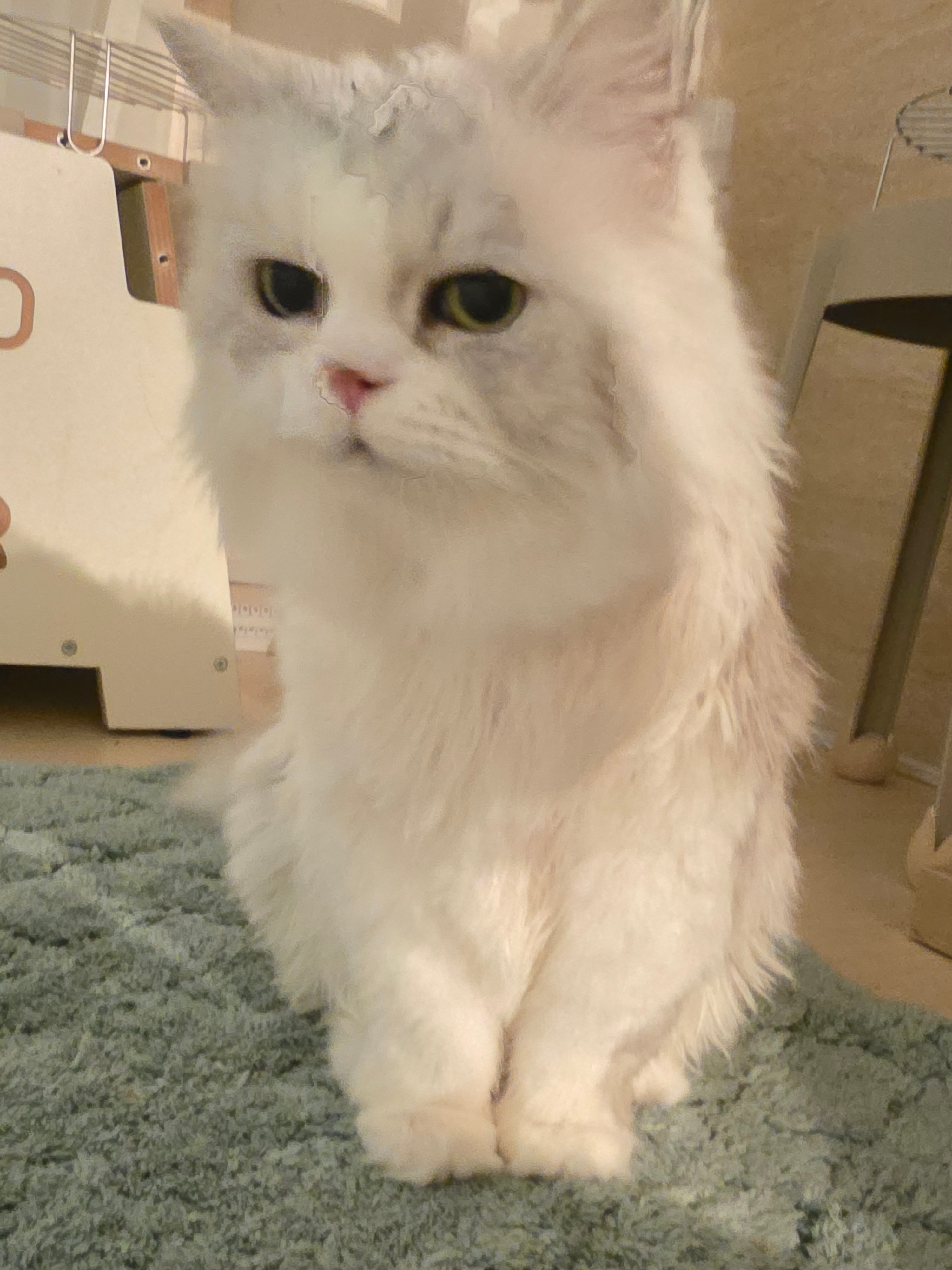 첨부 이미지