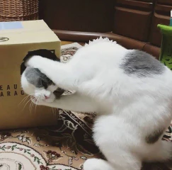 첨부 이미지