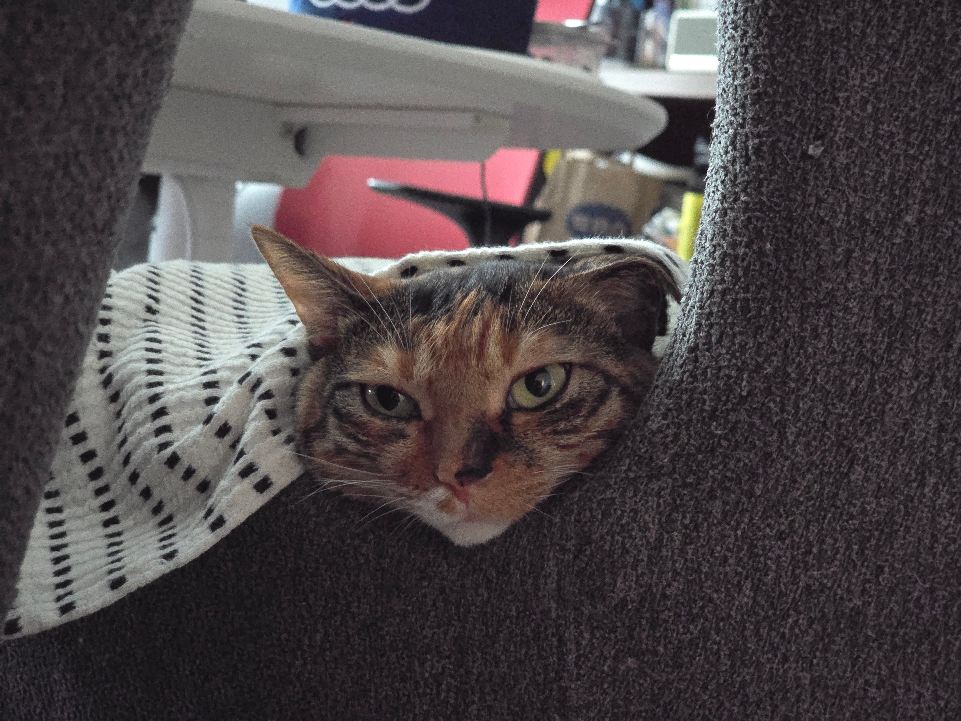 20260711_184703.jpg