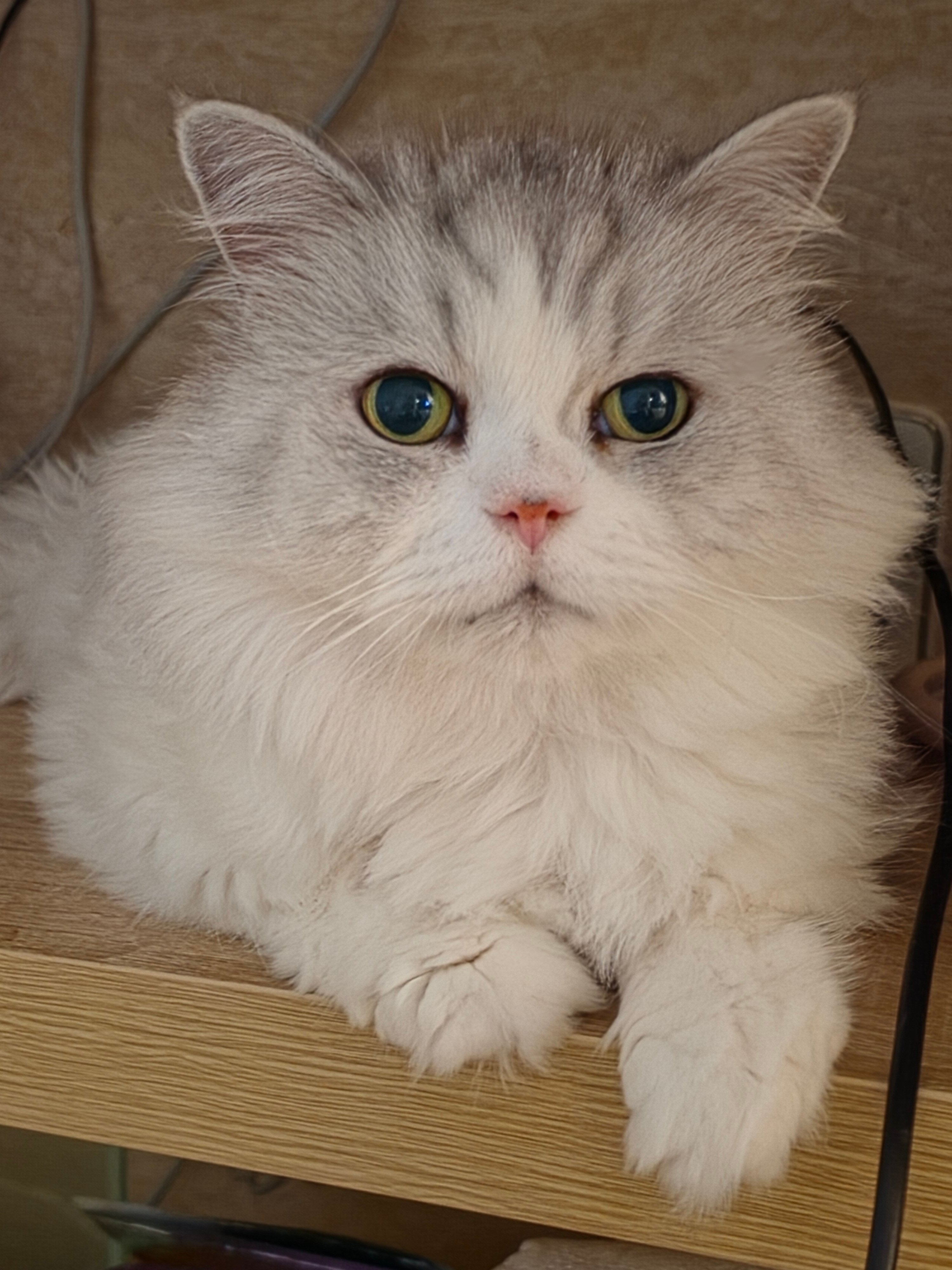 첨부 이미지
