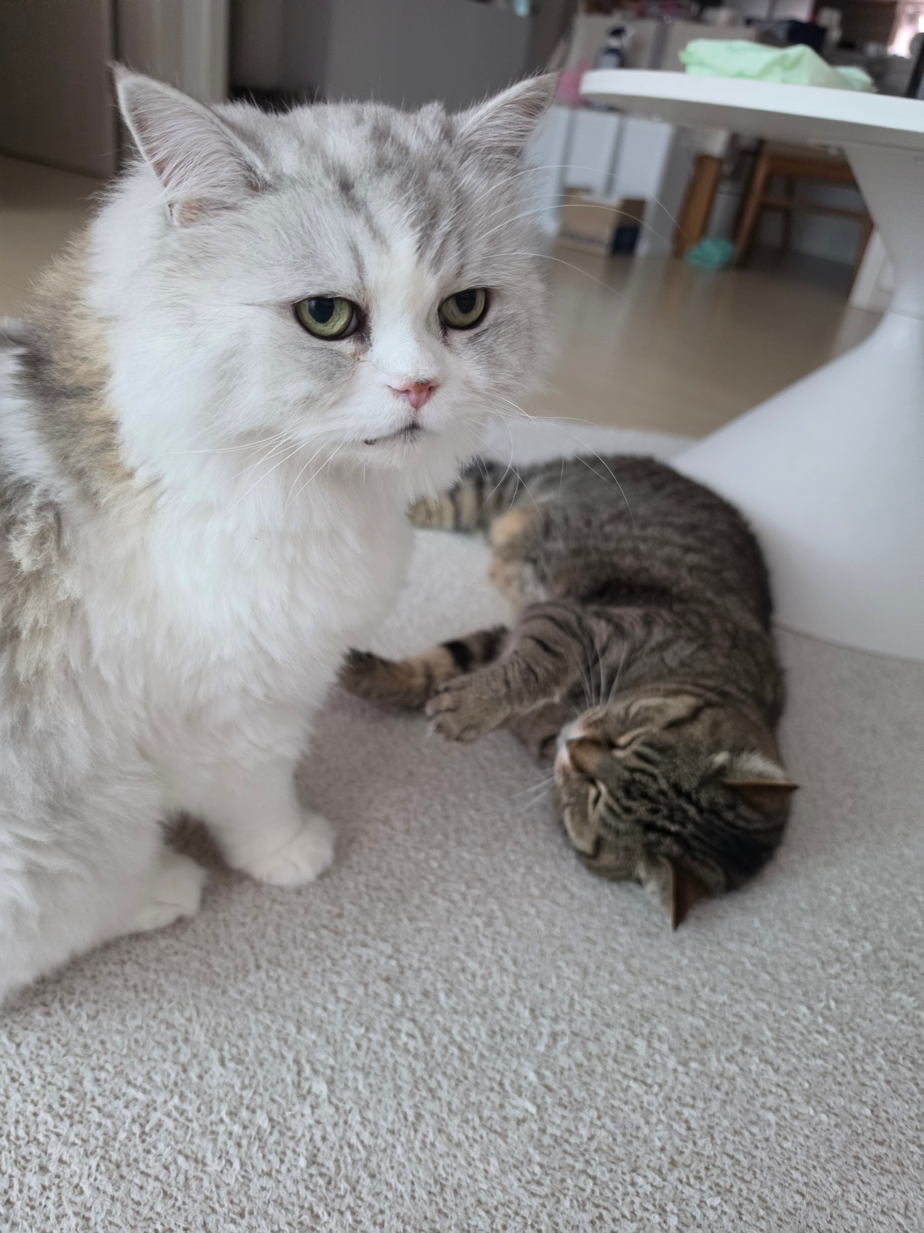 첨부 이미지