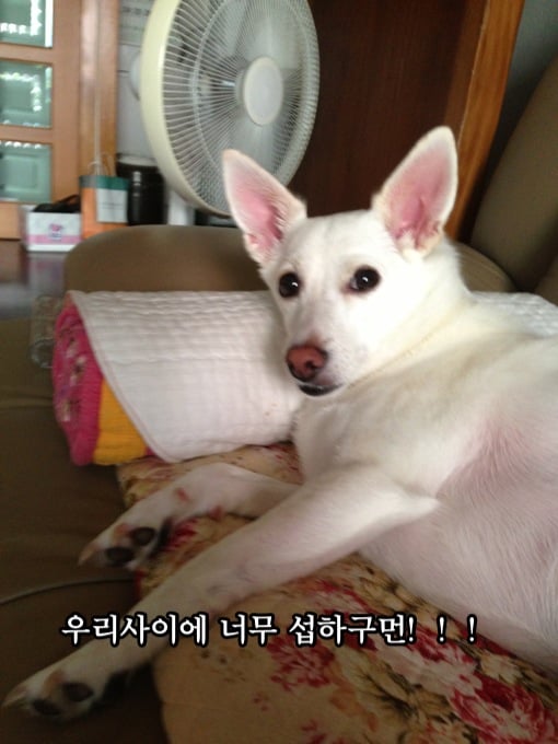 첨부 이미지