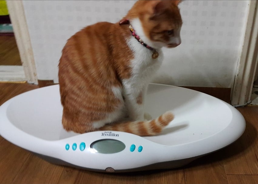첨부 이미지