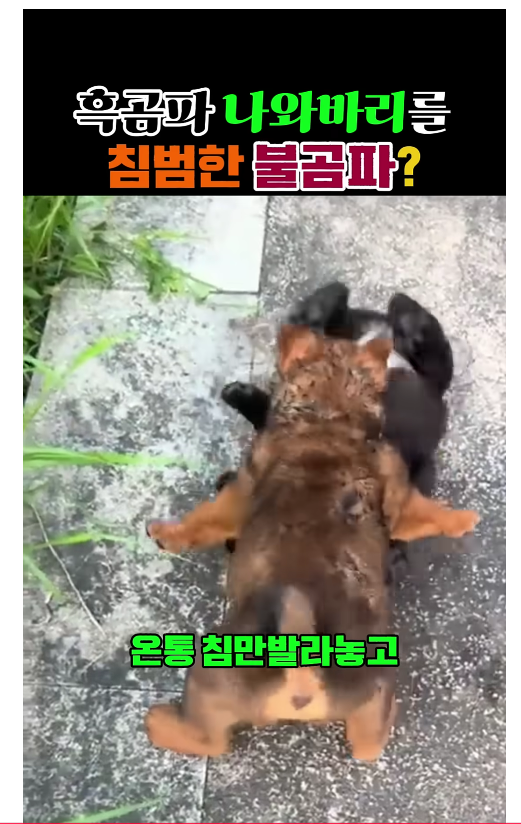 첨부 이미지