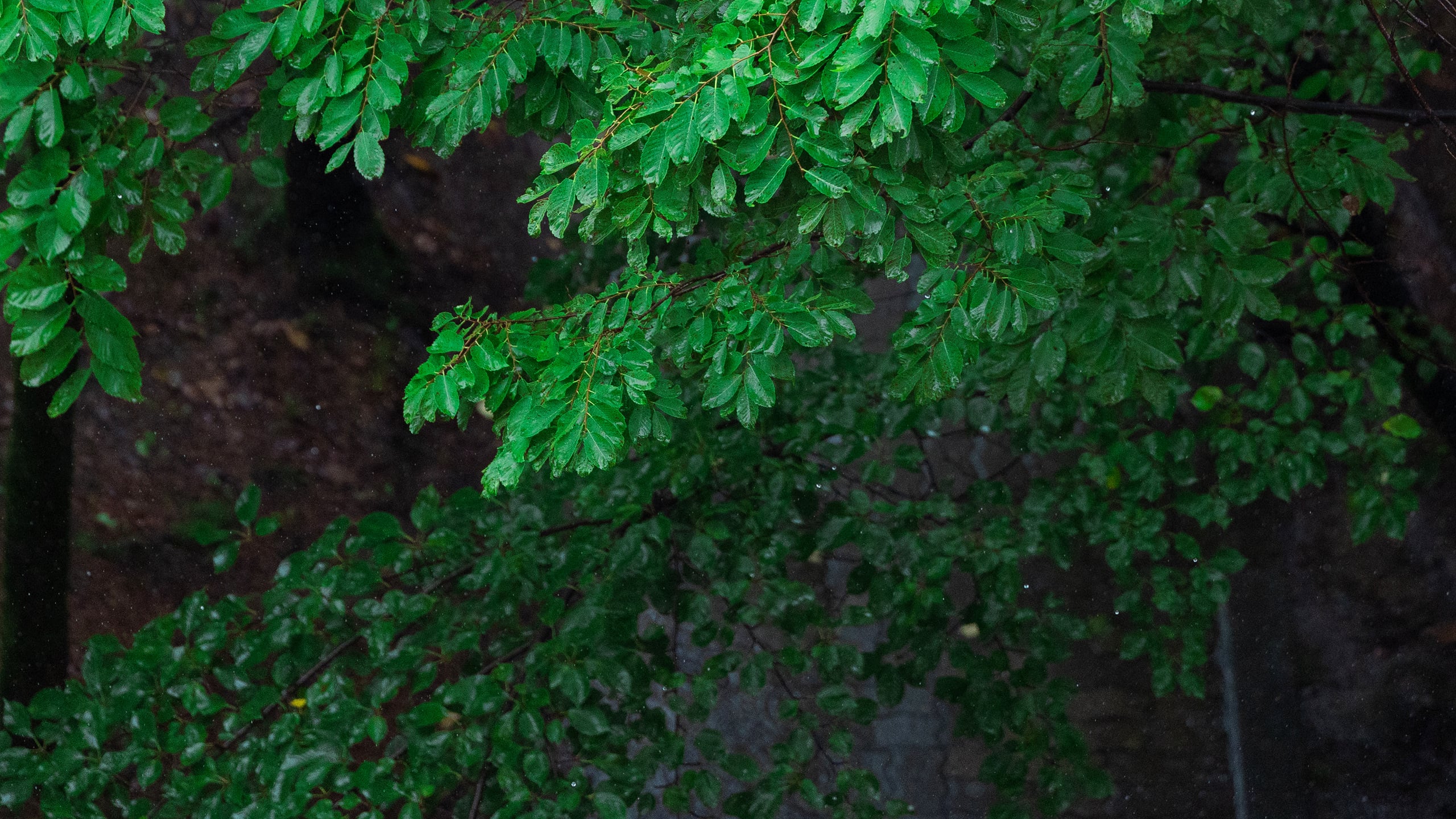 5C2A5362.jpg