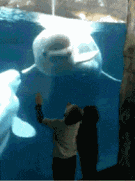 422b9-661bc7dfe8217-dc9b2cb91b9a08151b39d6c03e670929f1a6bc68.gif