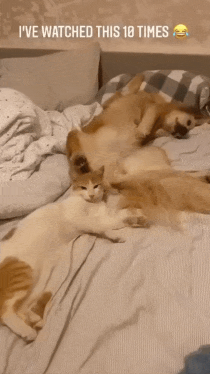 422b9-661c2f0fe8ae6-799fd95930590fdb492cf4c4c7b0941697e70061.gif