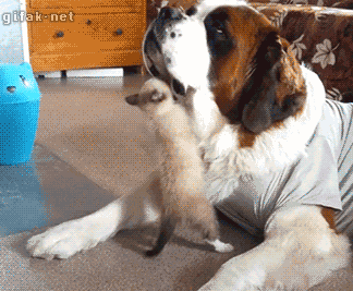 422b9-661c2f46a4e9e-bbd8be2c4eaea136f5ee4b7b4356be7f361523c2.gif