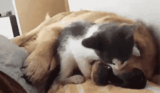 422b9-661c2f5a2061e-1add18e4882697077a78fb7ddf02e939f6672bbd.gif