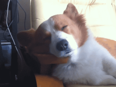 54b74-6628bb32245a3-2a7565db4a74f650516175de7fe90ac5a9319e80.gif