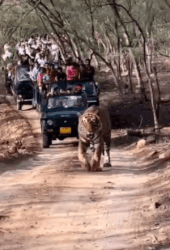 8e046-6620c6210786d-b3f49ee132bb80550d18b0171fcee4c879bc73bd.gif
