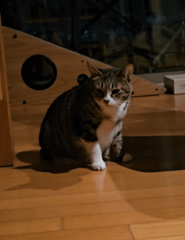 f1ac3-6621b1ab7961e-4f8be5de54944d50832b48a9a17e387cbc53352e.gif