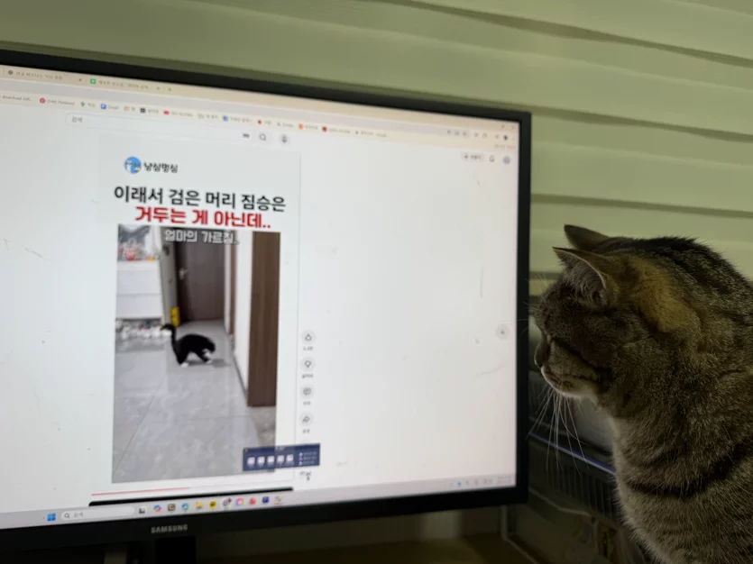 게시글 이미지
